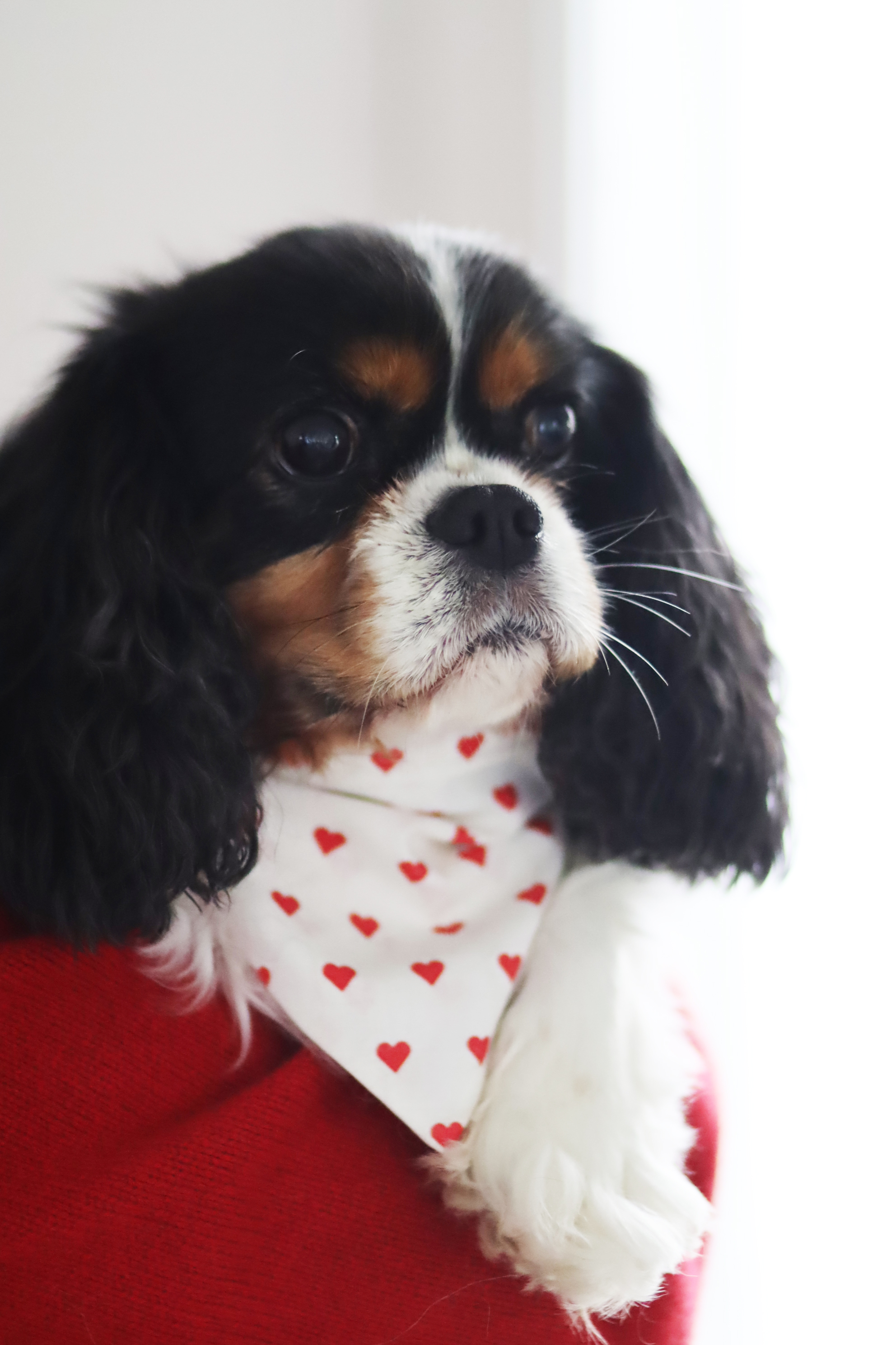 Bandana Roméo